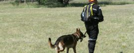 Bomberos activan operativo de búsqueda con Brigadas K9