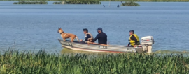 Brigadas Caninas participaron durante 3 días de un Operativo de Búsqueda en Bernal